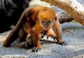 Aap herkent man die hem heeft gered