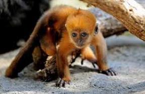 Aap herkent man die hem heeft gered Aap herkent man die hem heeft gered